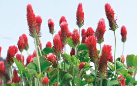 銀河こしひかり