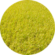 秋の田んぼ風景