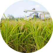 秋の田んぼ風景