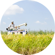 秋の田んぼ風景