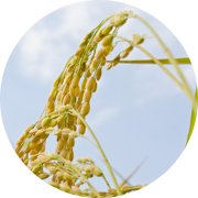 秋の田んぼ風景