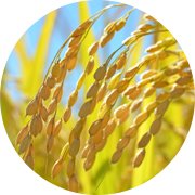 秋の田んぼ風景