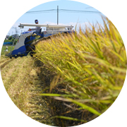 秋の田んぼ風景