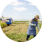 秋の田んぼ風景