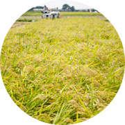 秋の田んぼ風景