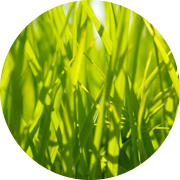 春の田んぼ風景