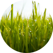 春の田んぼ風景