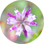 春の田んぼ風景