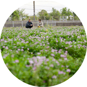 春の田んぼ風景