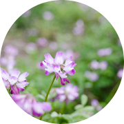 春の田んぼ風景