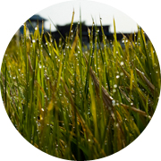 春の田んぼ風景