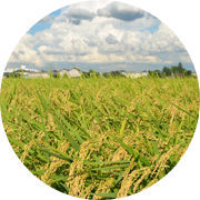 夏の田んぼ風景