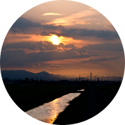 夏の田んぼ風景