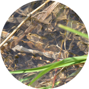 夏の田んぼ風景