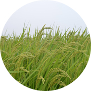 夏の田んぼ風景