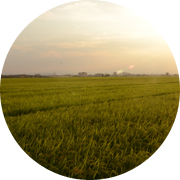 夏の田んぼ風景