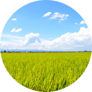 夏の田んぼ風景