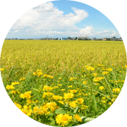 夏の田んぼ風景