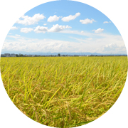 夏の田んぼ風景