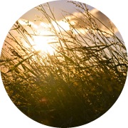 冬の田んぼ風景