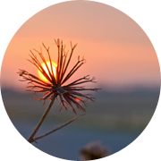 冬の田んぼ風景