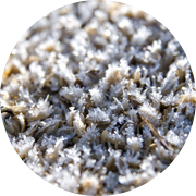 冬の田んぼ風景