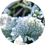 冬の田んぼ風景