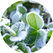 冬の田んぼ風景