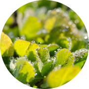 冬の田んぼ風景