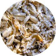 冬の田んぼ風景